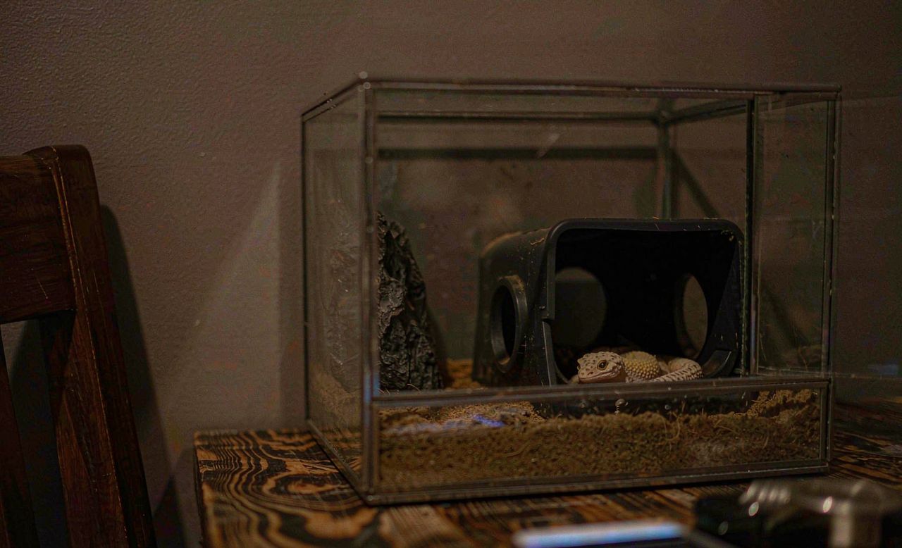 夜里昏暗的房间里，桌上放着一只饲养箱，守宫躲在躲避里，旁边是一部屏幕朝下的手机，只有一点微光