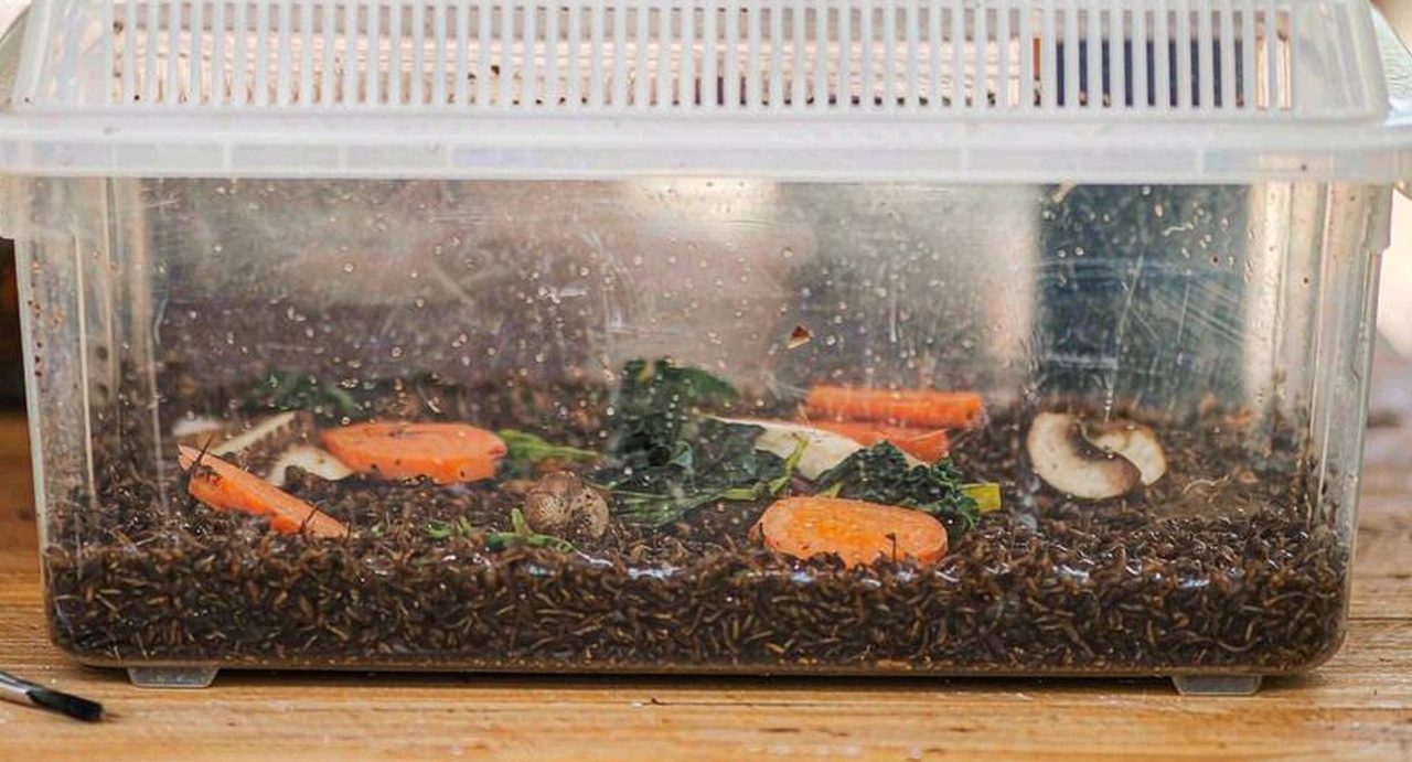 透明透气饲养盒的近景:底部铺着深色垫料,上面放着几片胡萝卜、绿叶与蘑菇片,盒盖有几排通气孔
